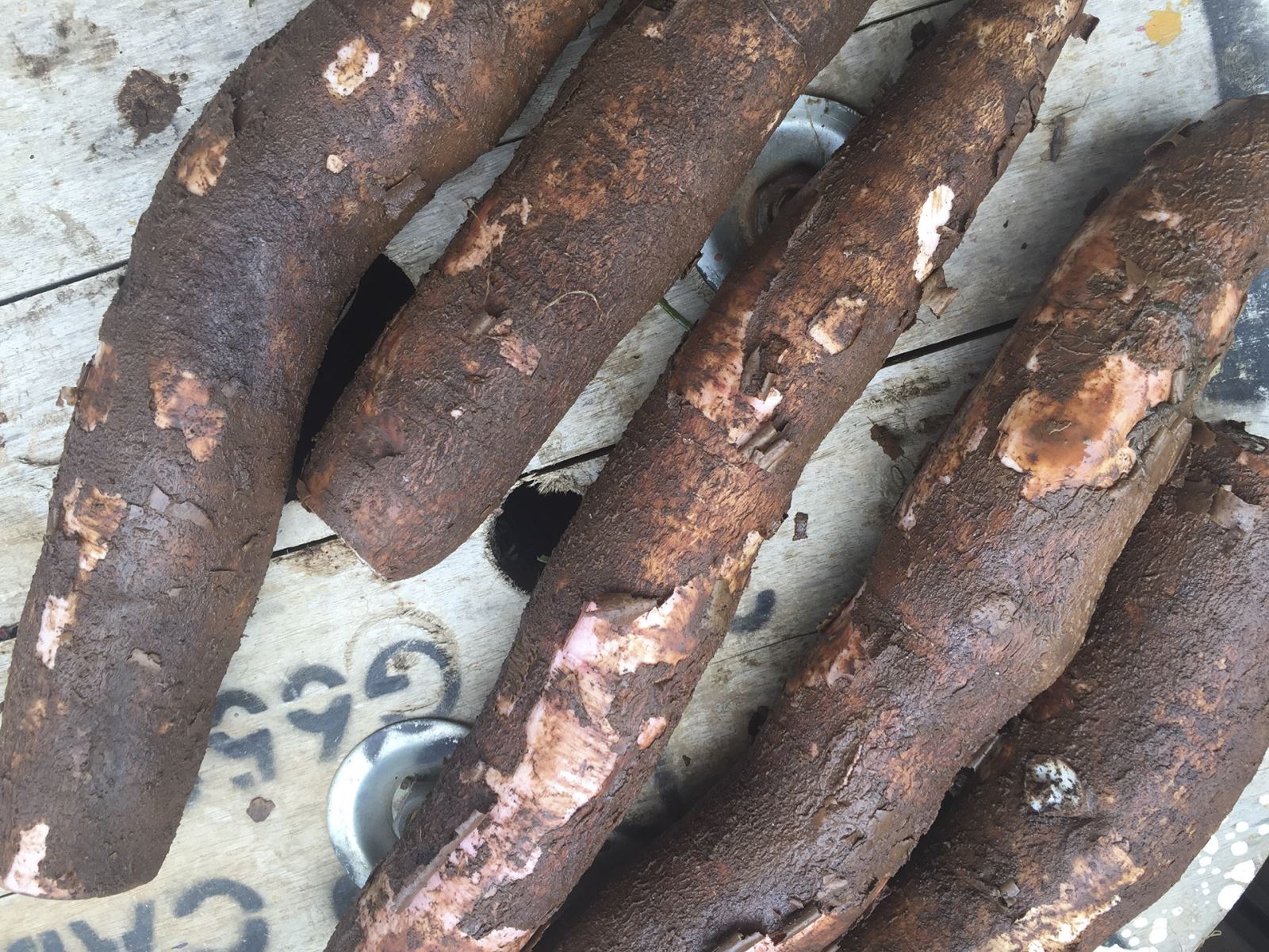 chọn củ sắn ngon