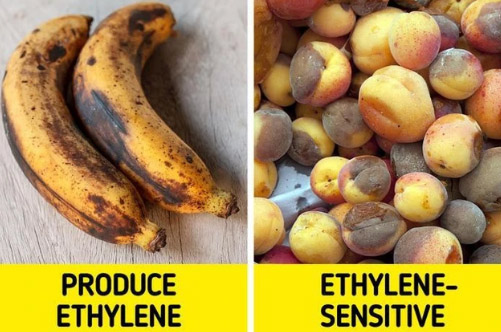 9 loại rau củ không nên bảo quản cùng nhau - Ảnh 5.