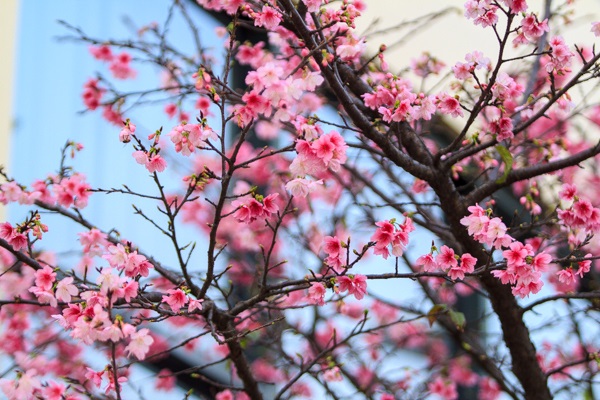 huong-dan-cach-cam-hoa-ngay-tet-1