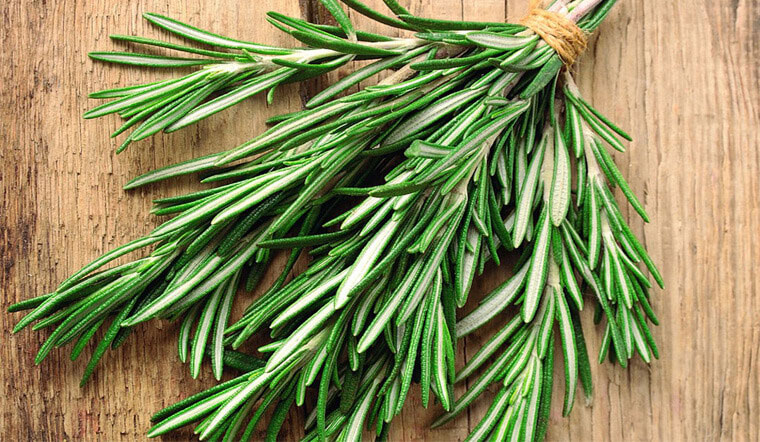 Tác hại của cây hương thảo