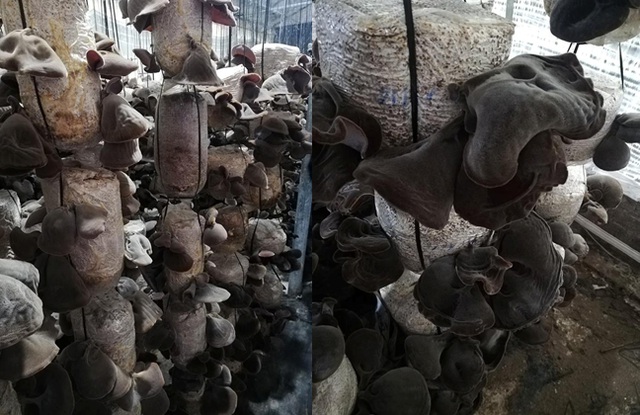 hoc-chuyen-gia-cach-chon-nam-huong-va-moc-nhi-ngay-tet-3