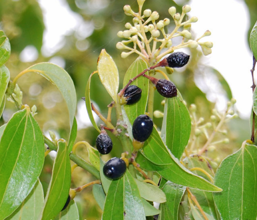 que-gia-vi-quan-trong-trong-am-thuc-viet-1