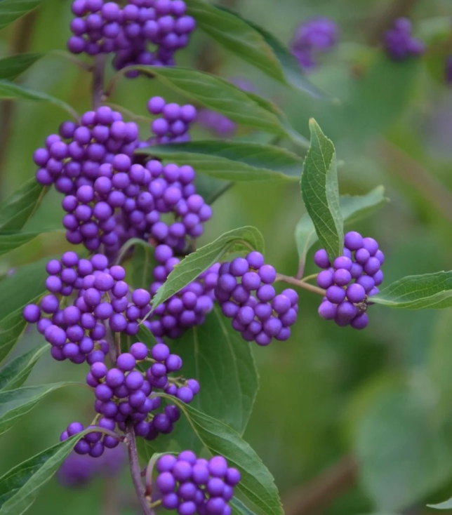 Cây tử châu: Chuỗi ngọc tím mang may mắn và sức sống cho mùa Tết - Ảnh 4.