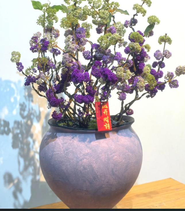 Cây tử châu: Chuỗi ngọc tím mang may mắn và sức sống cho mùa Tết - Ảnh 9.
