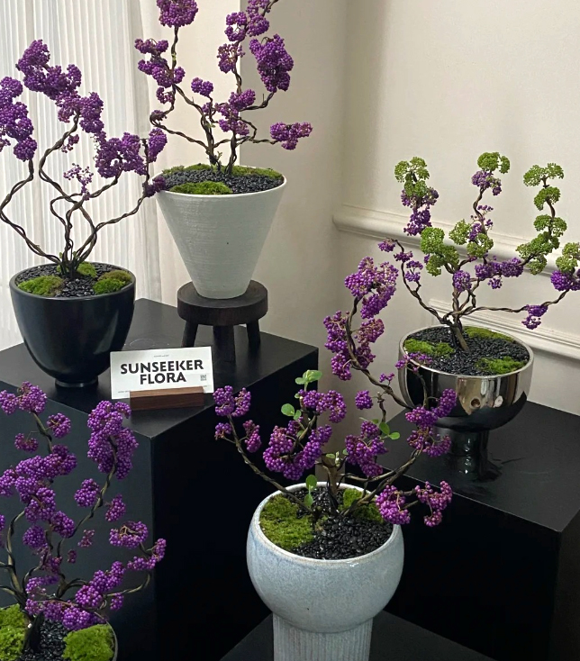 Cây tử châu: Chuỗi ngọc tím mang may mắn và sức sống cho mùa Tết - Ảnh 12.