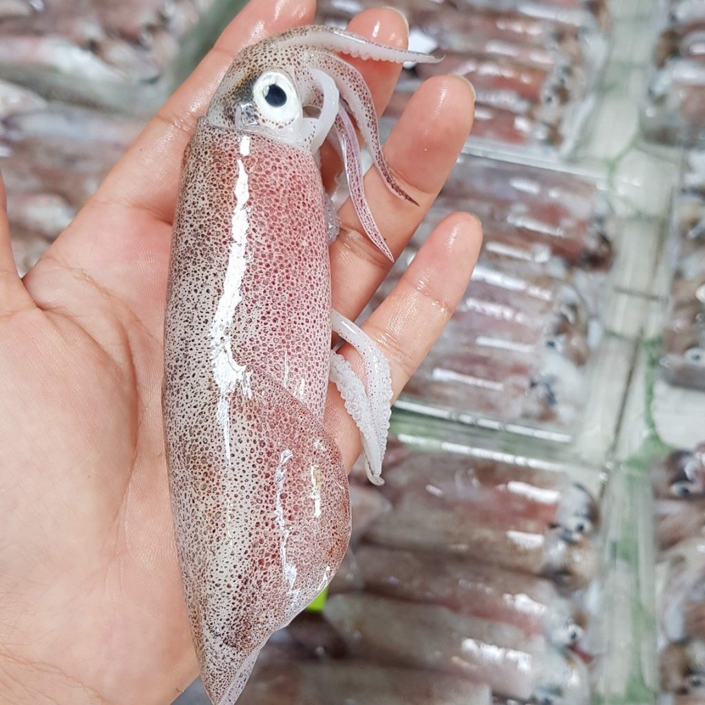 mực trứng tươi mực trứng tươi