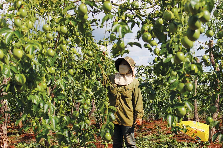 Cây chanh leo từng là sự lựa chọn của bà con Tây Nguyên thay vì cây cà phê truyền thống.