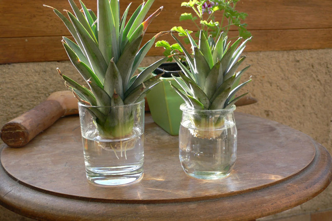 Tự trồng dứa tại nhà