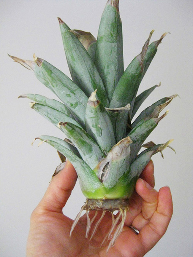 Tự trồng dứa tại nhà