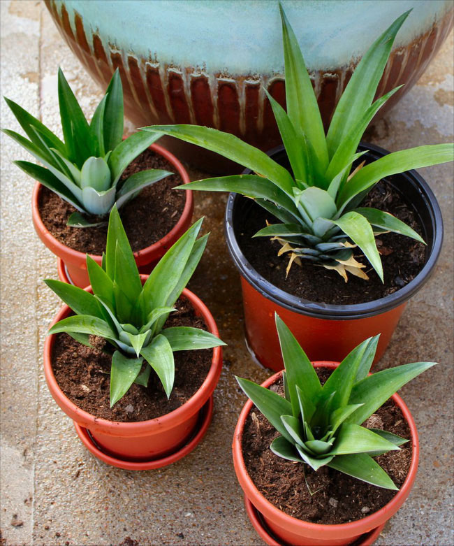 Tự trồng dứa tại nhà