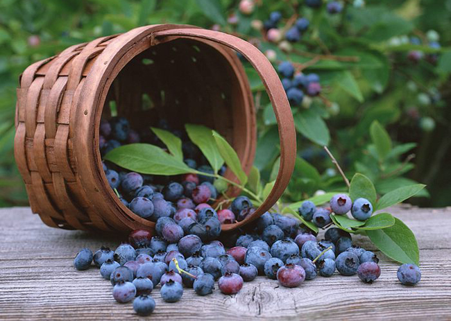 thực phẩm tốt cho da