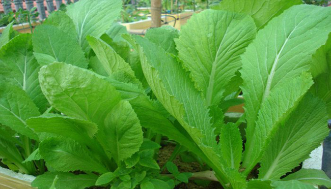 thực phẩm tốt cho da