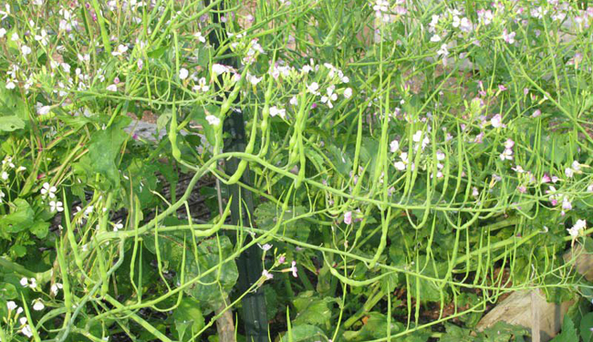 thực phẩm tốt cho da