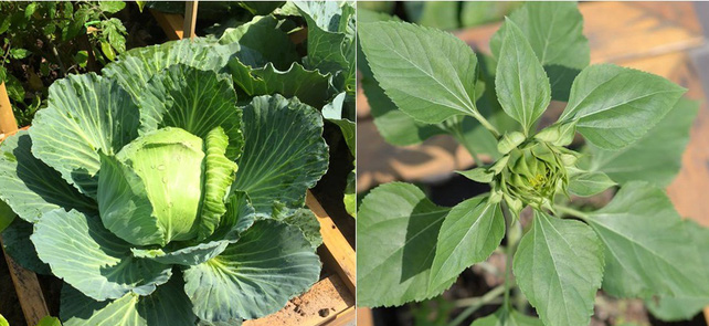 Trồng rau trong khung gỗ - giải pháp vừa có rau sạch để ăn lại vừa có khu vườn đẹp - Ảnh 1.