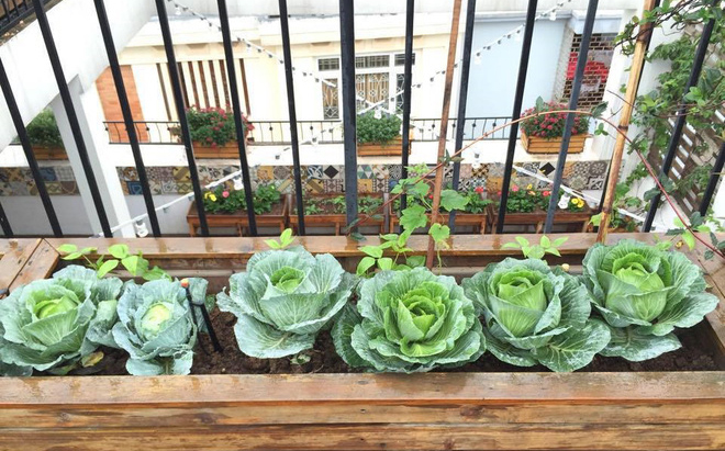 Trồng rau trong khung gỗ - giải pháp vừa có rau sạch để ăn lại vừa có khu vườn đẹp - Ảnh 2.