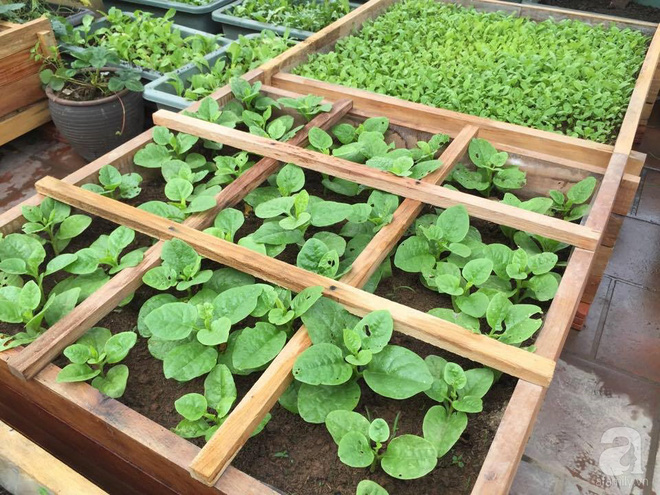 Trồng rau trong khung gỗ - giải pháp vừa có rau sạch để ăn lại vừa có khu vườn đẹp - Ảnh 7.