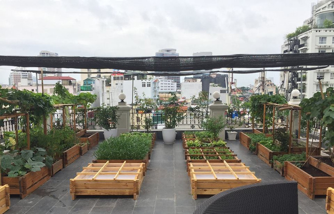 Trồng rau trong khung gỗ - giải pháp vừa có rau sạch để ăn lại vừa có khu vườn đẹp - Ảnh 15.