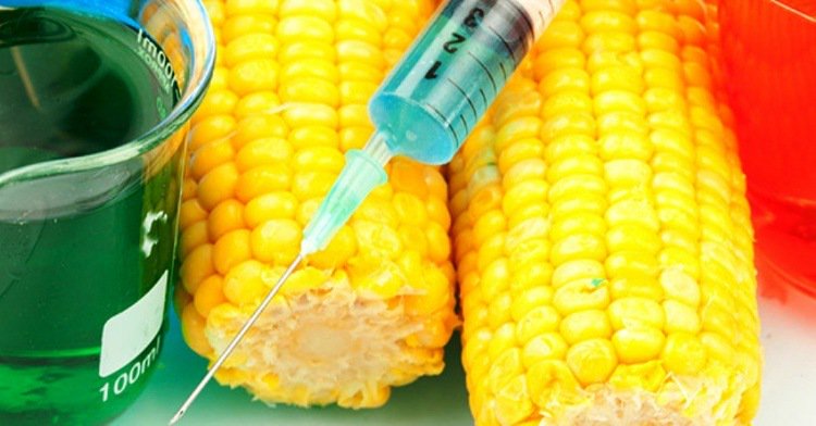 thực phẩm biến đổi gen