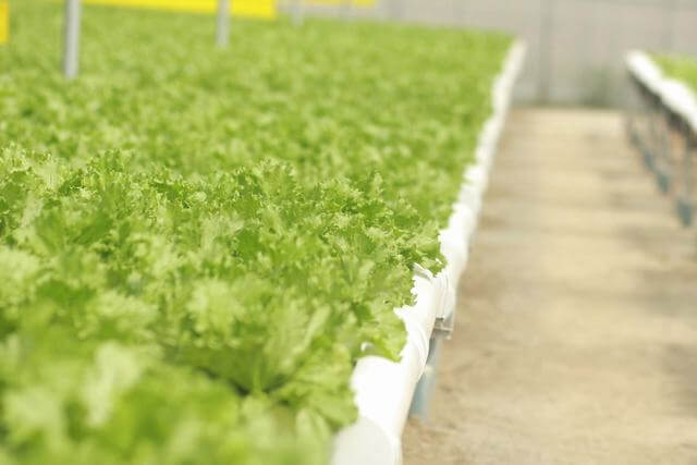 Rửa rau sạch thuốc trừ sâu với Ánh nắng mặt trời 