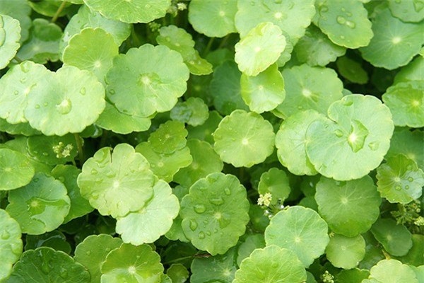 Học lỏm cách làm một loại sữa khiến Hoa hậu Ngọc Hân mê như điếu đổ: Không chỉ giúp đẹp da mà còn giải tỏa được hết cả stress! - Ảnh 3.