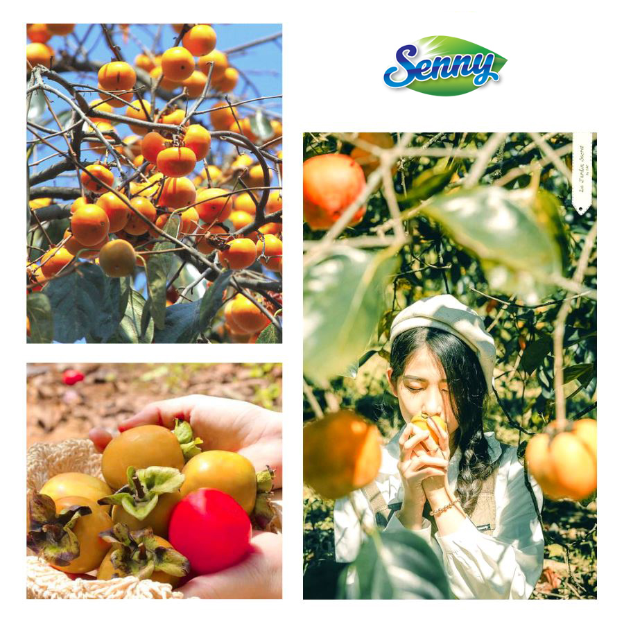 Hồng giòn thì ai cũng thích, nhưng để chọn được loại vừa ngọt vừa giòn thì không phải ai cũng biết: Đây là tuyệt chiêu chọn trăm quả ngon cả trăm - Ảnh 1.