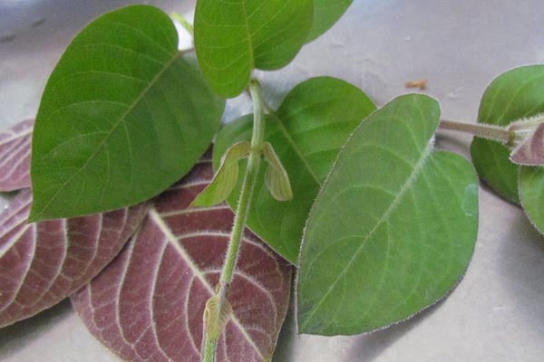 nhung nguoi va mon an &#34;dai ki&#34; nhat voi thit lon, chi 1 mieng thoi cung de sinh benh - 4