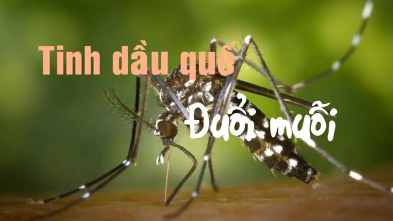 tác dụng của tinh dầu quế