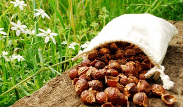 Tự làm nước rửa chén bát từ bồ hòn siêu lành tính tại nhà!