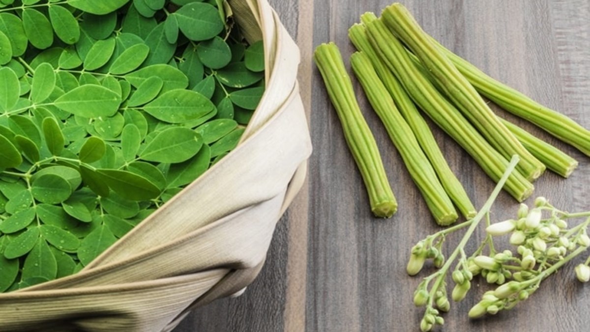 Công dụng không ngờ của cây chùm ngây và những điều cần lưu ý