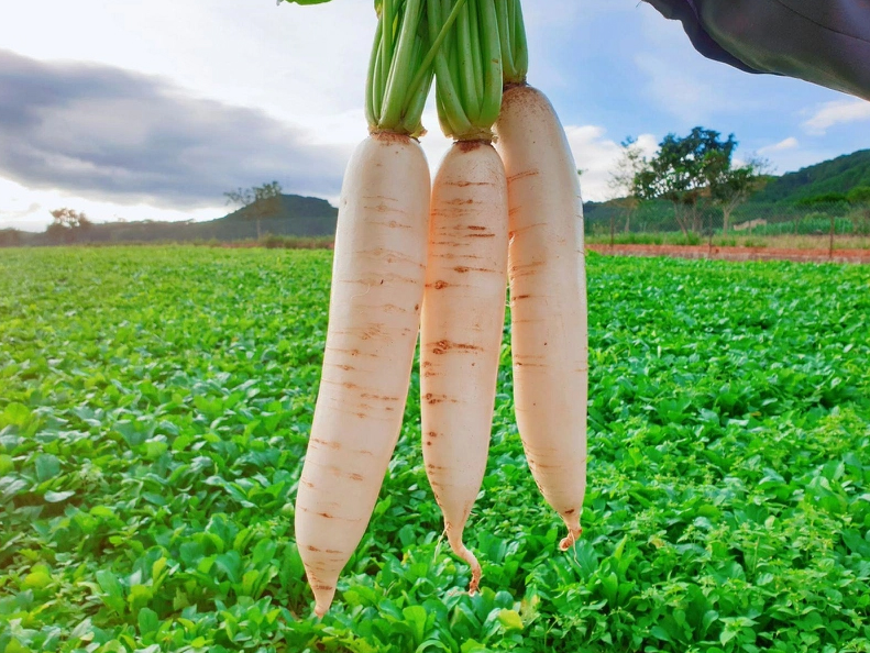 Trời lạnh không nên bỏ qua món ăn này dưỡng phổi, giảm ho cực hiệu quả