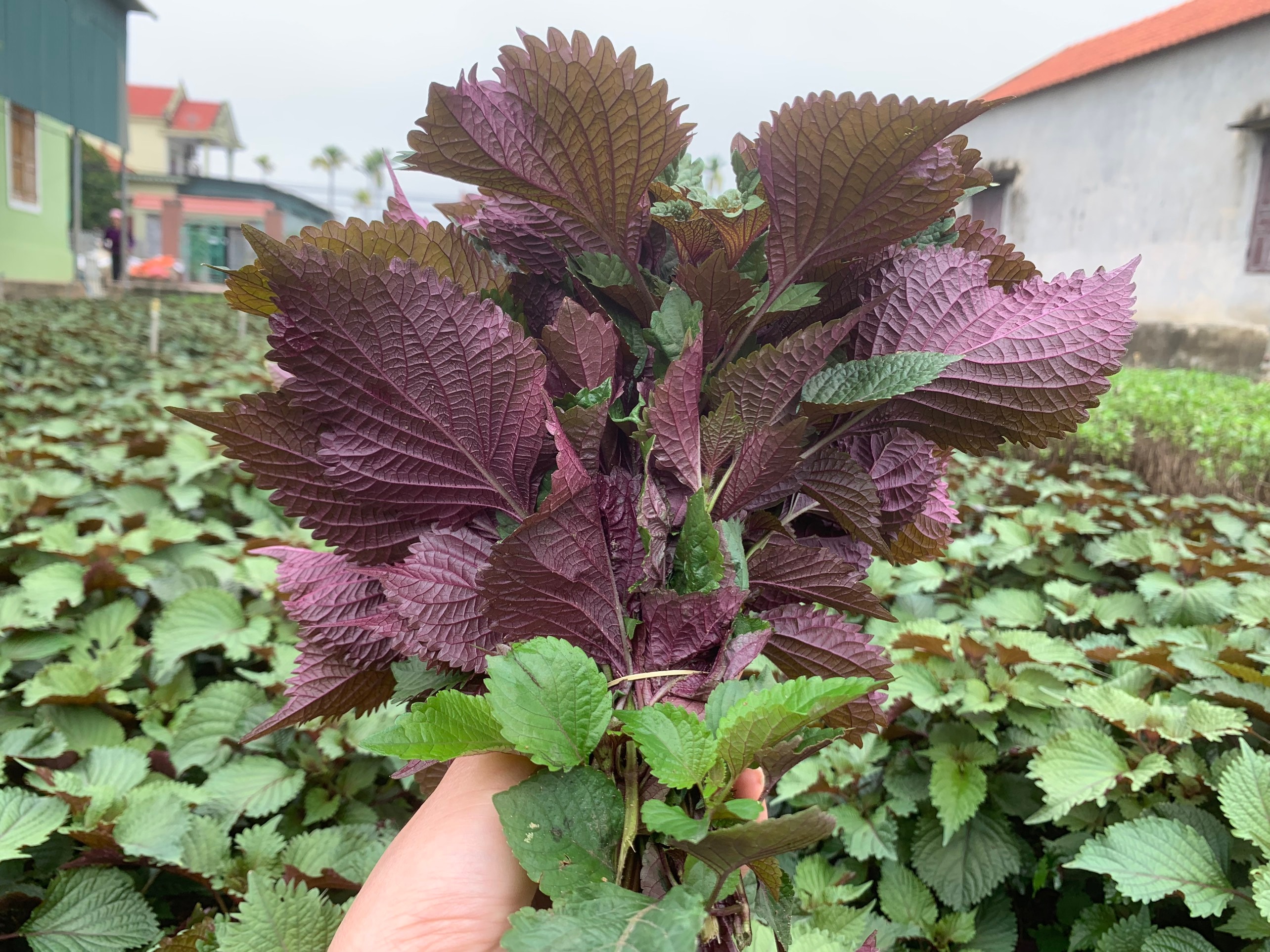 Trời nồm ẩm, luân phiên ăn 5 món rau là "thuốc kháng sinh tự nhiên"