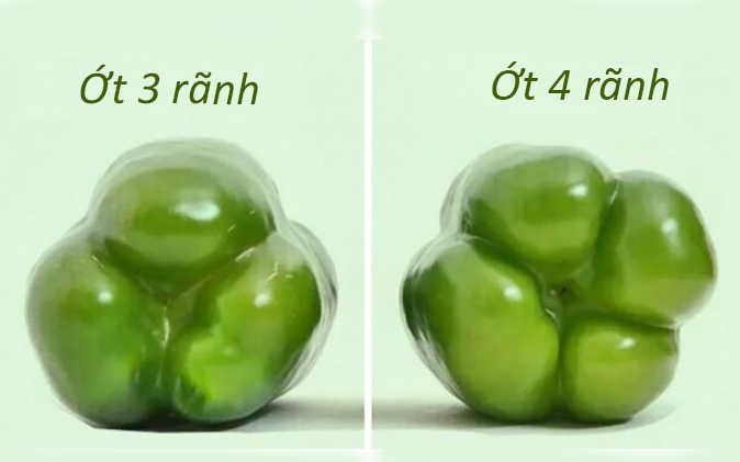 Chọn ớt chuông có đáy 3 rãnh hay 4 rãnh thì ngon?