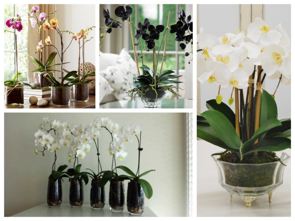 Bạn có biết?15 loại cây trồng trong nhà tốt nhất cho từng không gian.