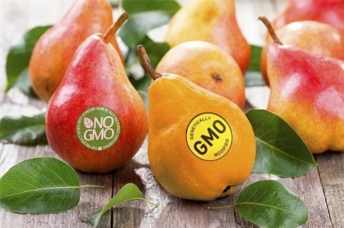 Bạn có đang ăn phải trái cây biển đổi gen?