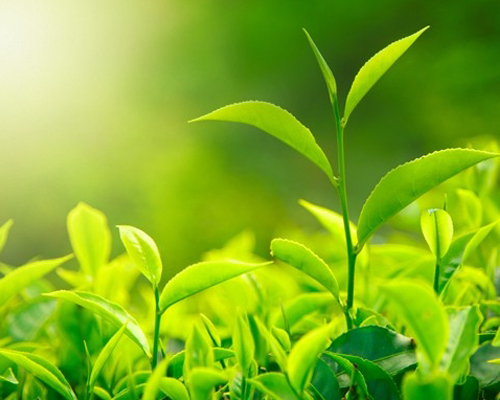 Bí mật tuyệt vời về các loại trà. Bạn có biết?