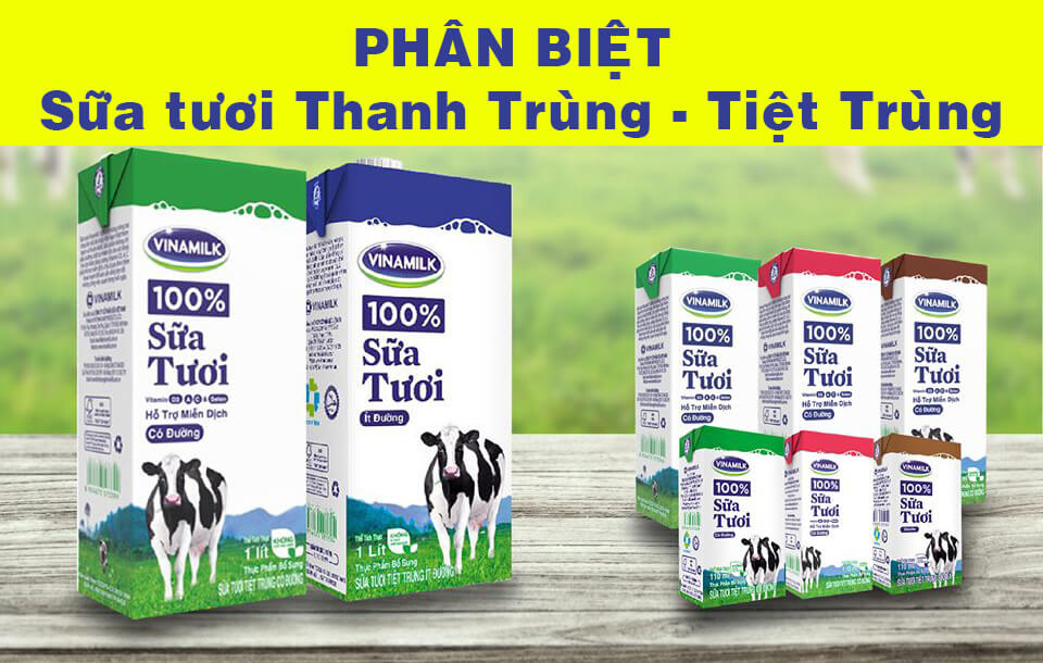 Phân biệt sữa tươi thanh trùng và sữa tươi tiệt trùng, bạn có biết?